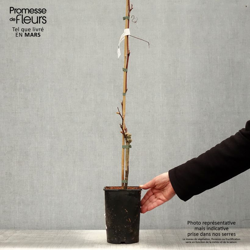 Example of Vitis Solara - Vite Vaso da 2L/3L as you get in printemps