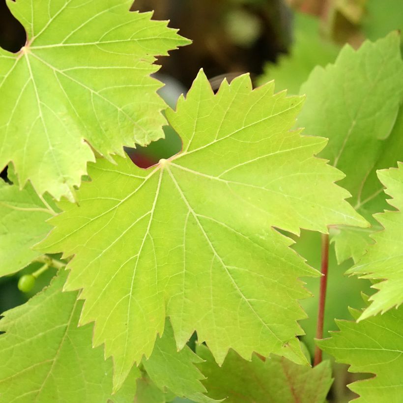 Vitis Solara - Vite (Foliage)