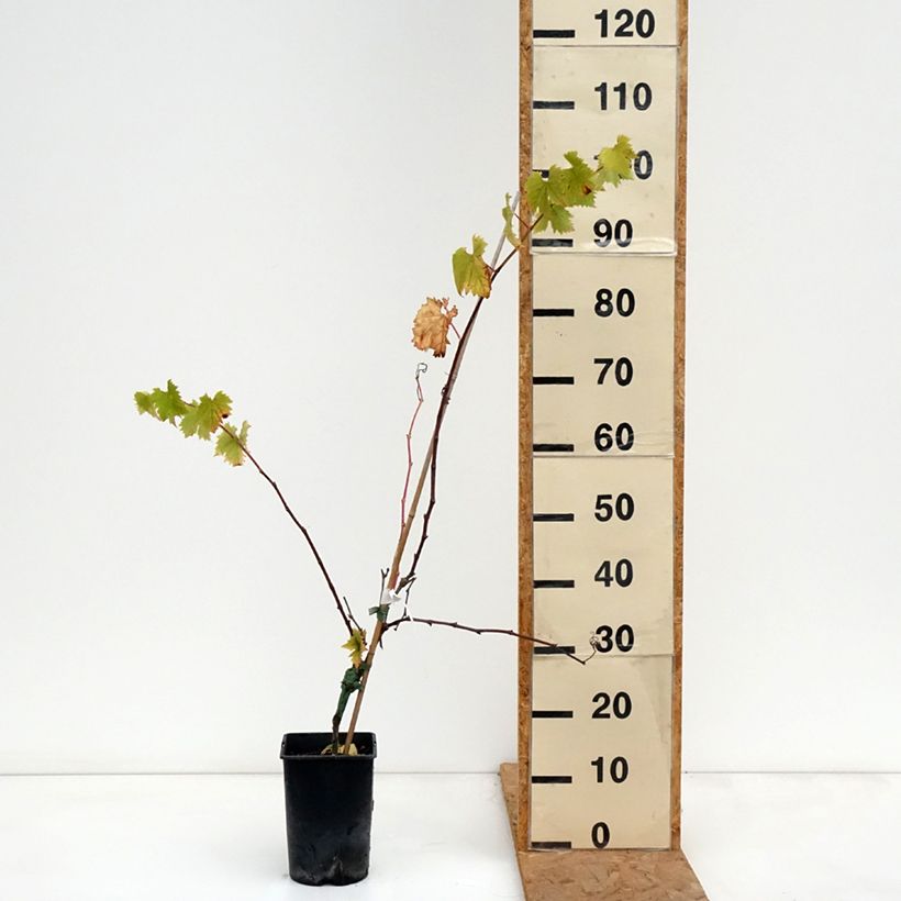 Esemplare di Vigne Solara - Vitis vinifera Pot de 2L/3L come consegnato in autunno
