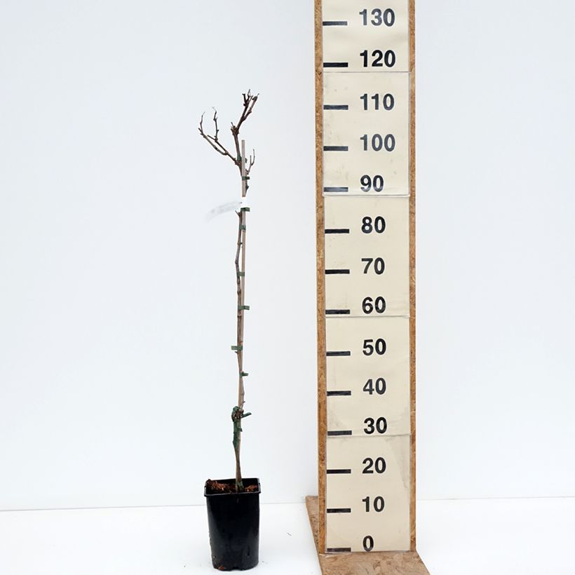 Vite Solaris Vaso da 2L/3L esemplare consegnato in inverno