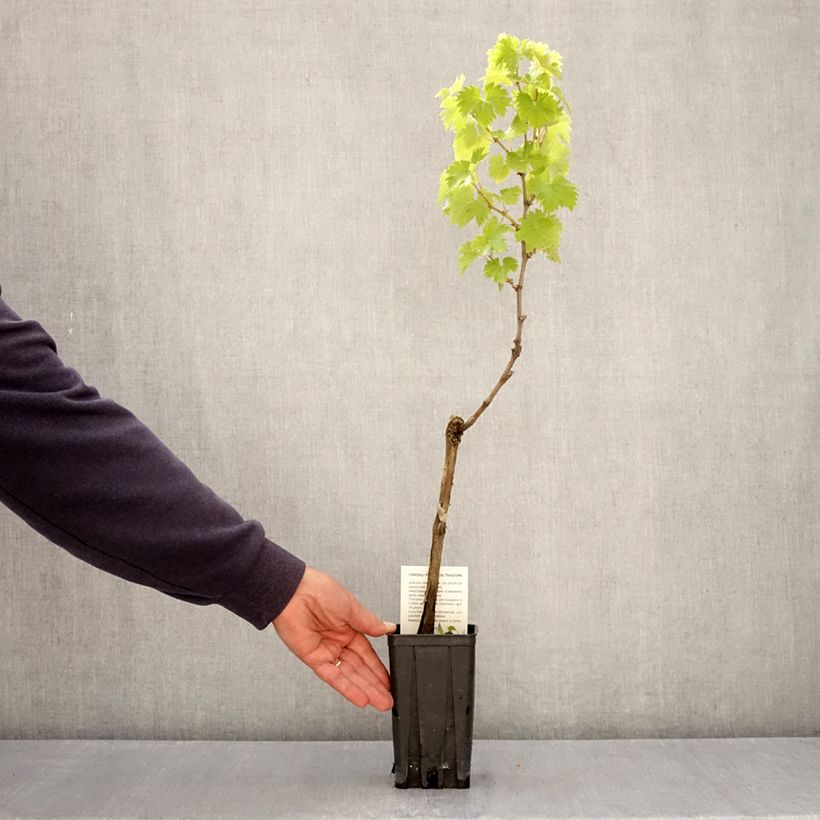 Vite Timorasso Vaso da 1,5L/2L esemplare consegnato in primavera