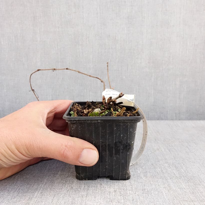 Example of Parthenocissus henryana - Vite del Canada Vasetto da 8/9 cm as you get in printemps