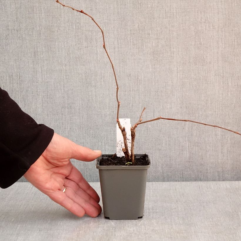 Example of Parthenocissus quinquefolia Engelmannii - Vite americana Vasetto da 8/9 cm as you get in printemps