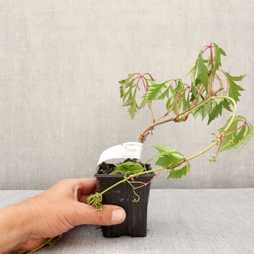 Example of Parthenocissus quinquefolia Kirigami - Vite americana Vasetto da 8/9 cm as you get in printemps