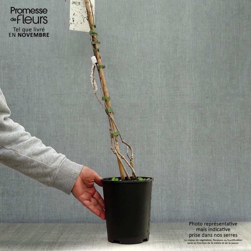 Esemplare di Vigne vierge - Parthenocissus quinquefolia Pot de 2L/3L come consegnato in autunno