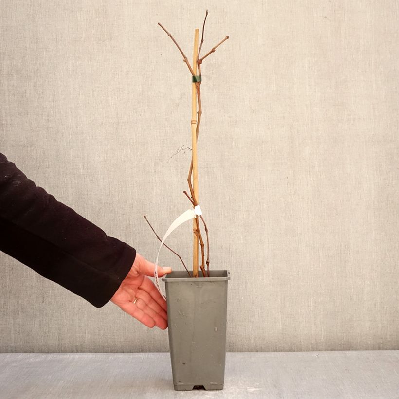 Example of Parthenocissus quinquefolia Yellow Wall - Vite americana Vaso da 1,5L/2L as you get in hiver