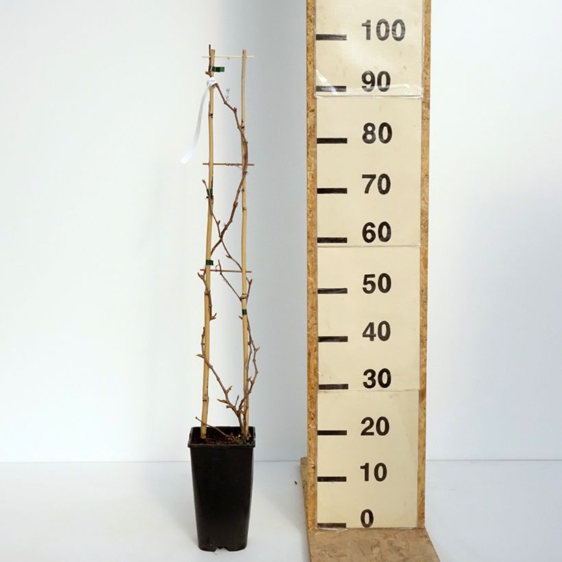 Example of Parthenocissus quinquefolia Yellow Wall - Vite americana Vaso da 3L/4L as you get in printemps