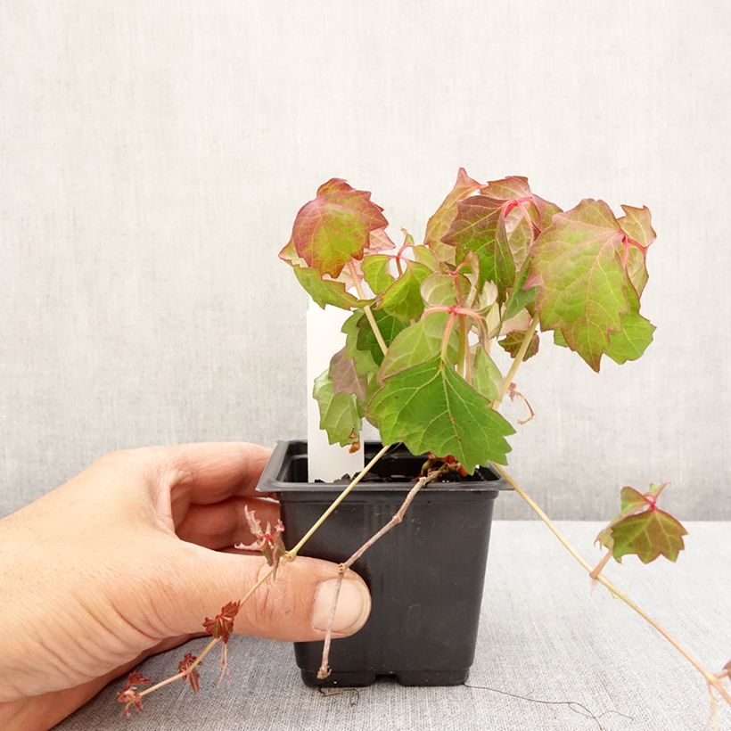 Example of Parthenocissus tricuspidata Veitchii Vasetto da 8/9 cm as you get in printemps
