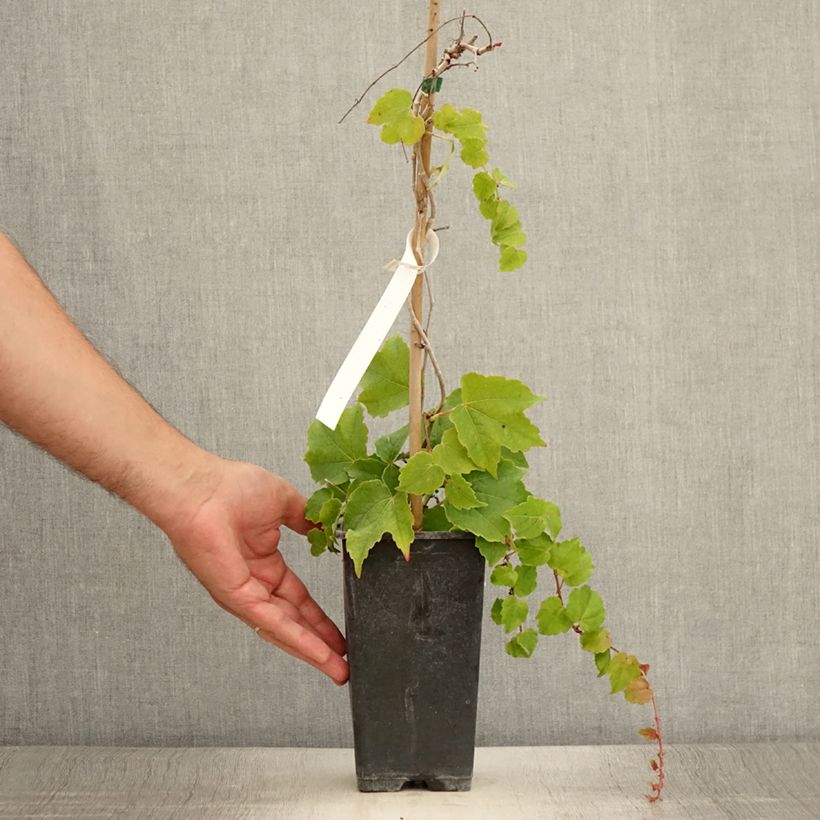 Esemplare di Parthenocissus tricuspidata Veitchii Robusta Vaso da 1,5L/2L consegnato in estate