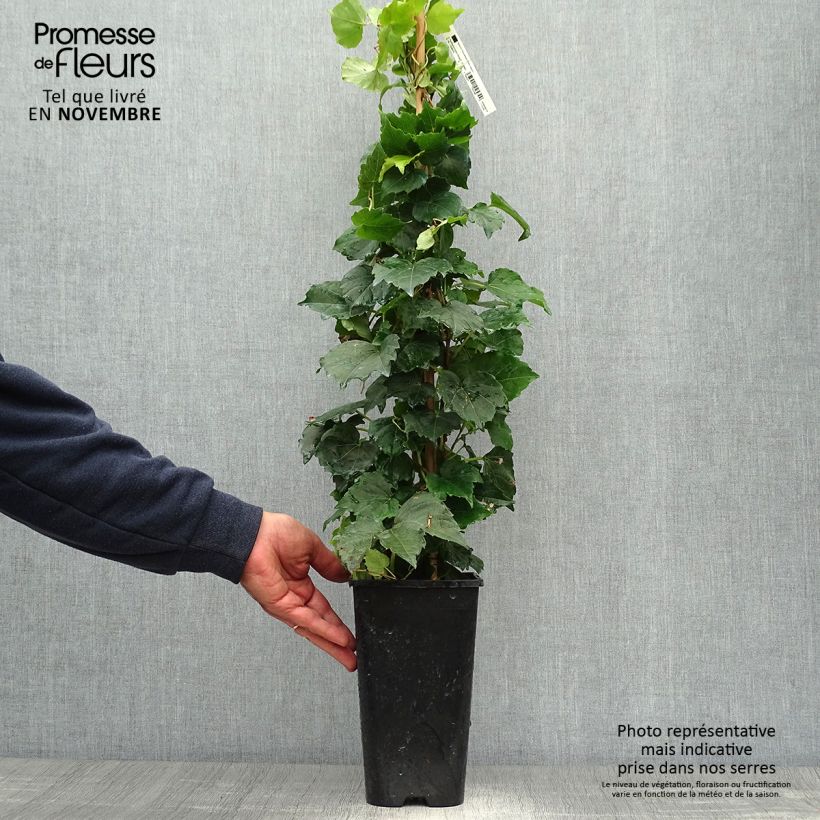 Esemplare di Parthenocissus tricuspidata Veitchii Robusta Vaso da 2L/3L come consegnato in autunno