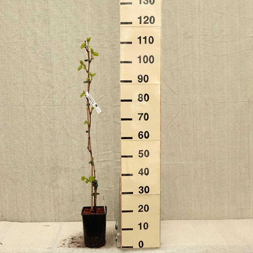 Example of Vite Phoenix Vaso da 2L/3L as you get in printemps