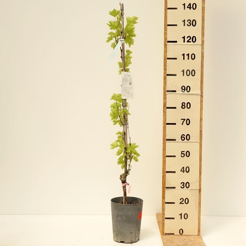 Vite Argentina (GARGIULO 130387) Vaso da 4L/5L esemplare consegnato in primavera