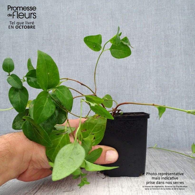 Esemplare di Pervinca maggiore - Vinca major Vasetto da 7/8 cm come consegnato in autunno