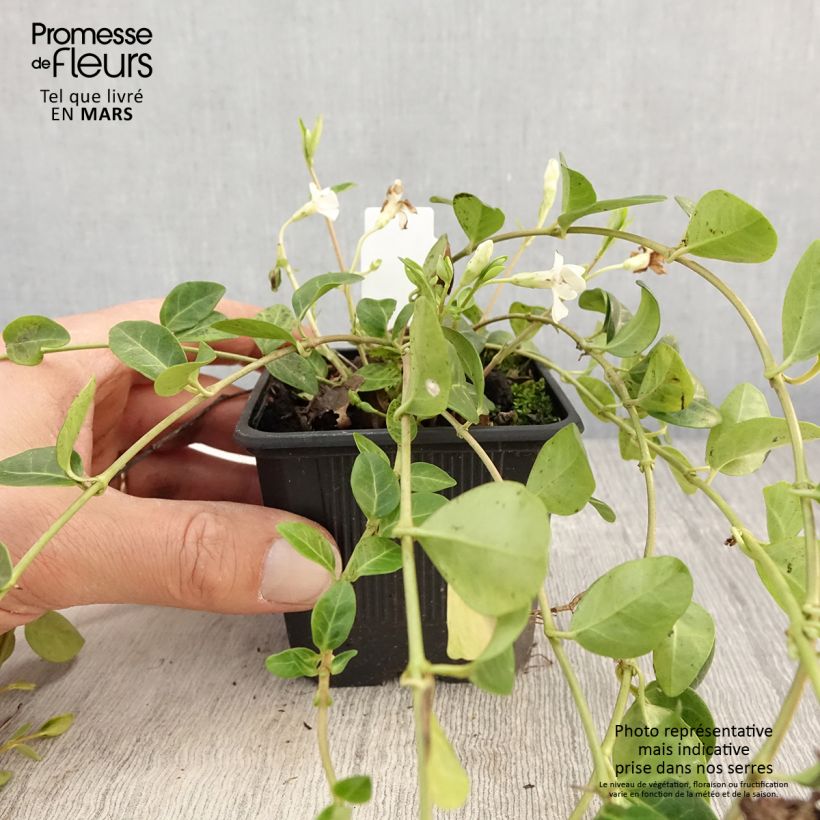 Example of Vinca minor Alba - Pervinca minore Vasetto da 8/9 cm as you get in printemps