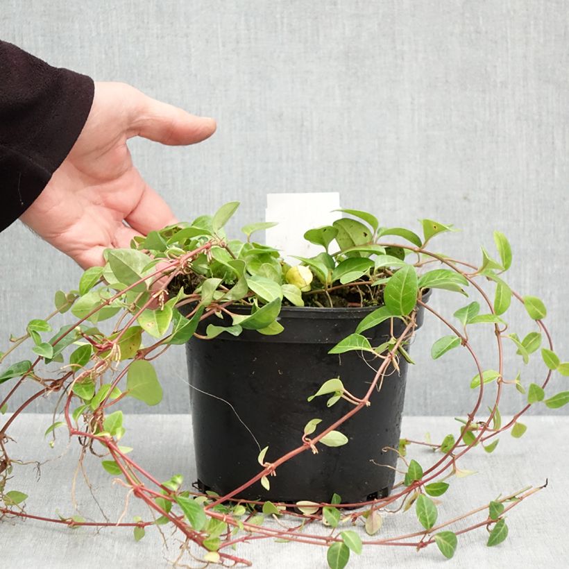 Esemplare di Vinca minor Alba - Pervinca minore Vaso da 2L/3L come consegnato in autunno