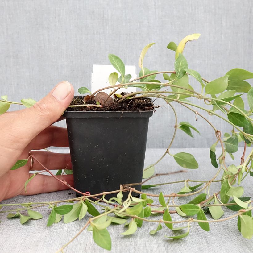 Esemplare di Vinca minor Atropurpurea - Pervinca minore Vasetto da 8/9 cm consegnato in estate