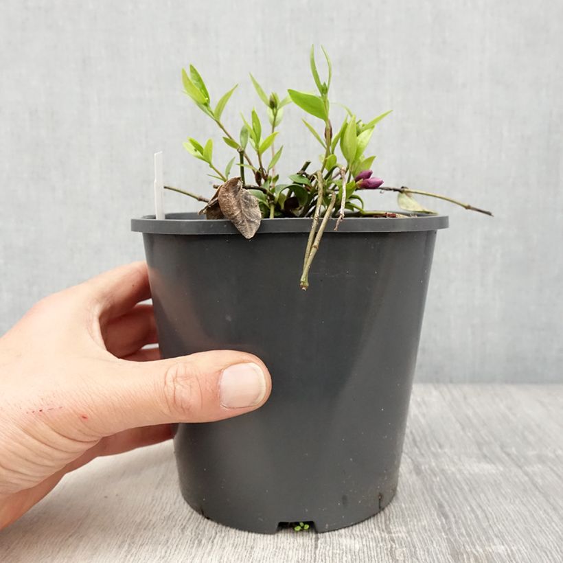 Example of Vinca minor Atropurpurea - Pervinca minore Vaso da 2L/3L as you get in printemps