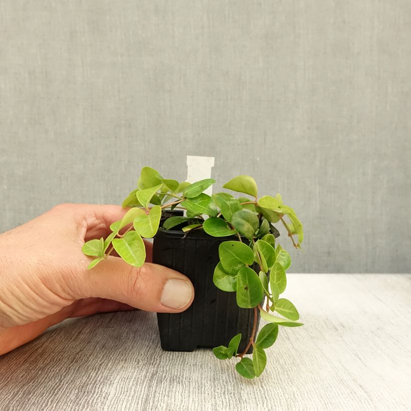 Esemplare di Vinca minor Grüner Teppich - Petite pervenche Green Carpet Godet de 8/9 cm come consegnato in autunno