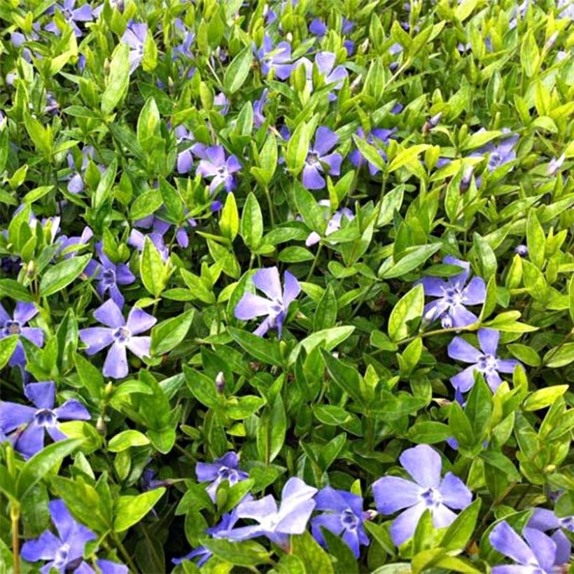Vinca minor Josefine - Pervinca minore (Flowering)
