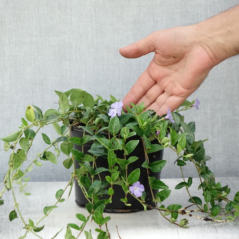Esemplare di Pervinca minore - Vinca minor Vaso da 2L/3L consegnato in estate