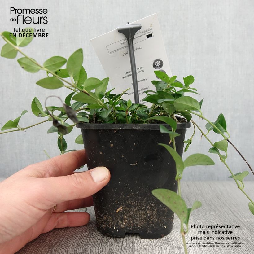 Esemplare di Vinca minor Sebastian s Beste - Trio de petites pervenches Pot de 2L/3L come consegnato in autunno