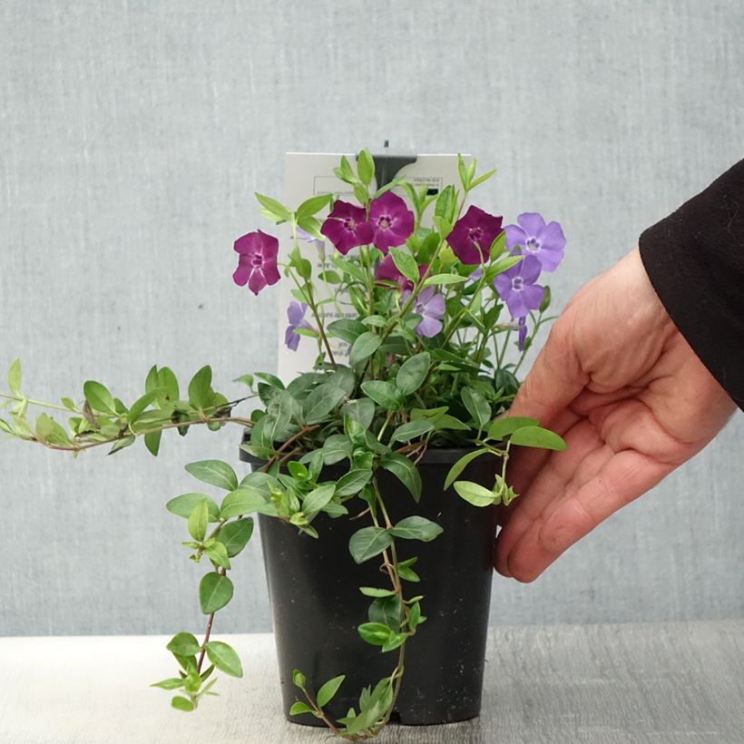 Vinca minor Sebastian's Beste - Pervinca minore Vaso da 2L/3L esemplare consegnato in primavera