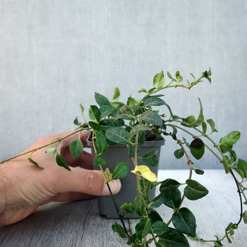 Esemplare di Vinca minor Valentin - Petite Pervenche Godet de 8/9 cm come consegnato in autunno