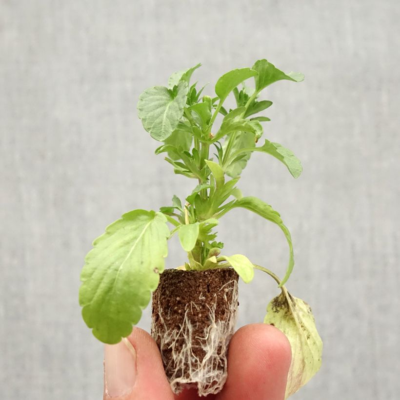 Example of Viola Blue Moon Mini zolla Ø 1,5/2,5 cm as you get in automne