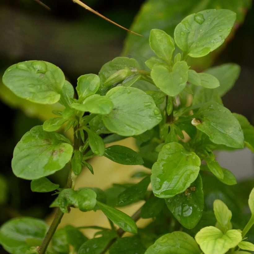 Viola cornuta Molly Sanderson (Fogliame)