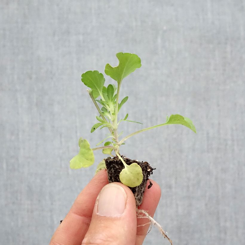 Esemplare di Viola cornuta F1 Prim Up Citrus Mix Mini zolla: zolla da 2,2 cm x 2 cm in vassoio di coltivazione da 35 pezzi come consegnato in autunno