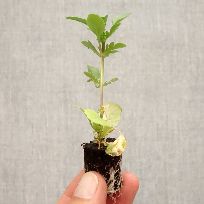 Esemplare di Viola Etain mini zolla... come consegnato in autunno