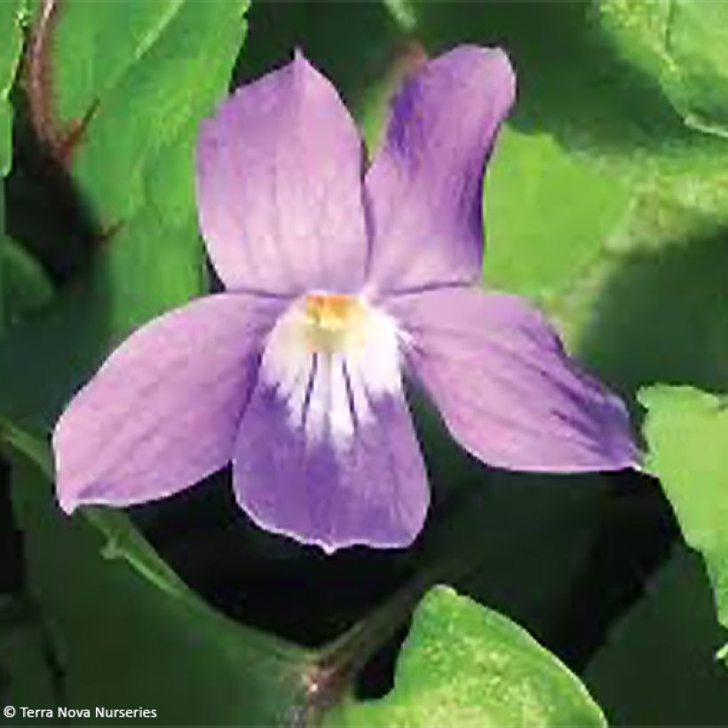 Viola koreana Heartthrob (Fioritura)