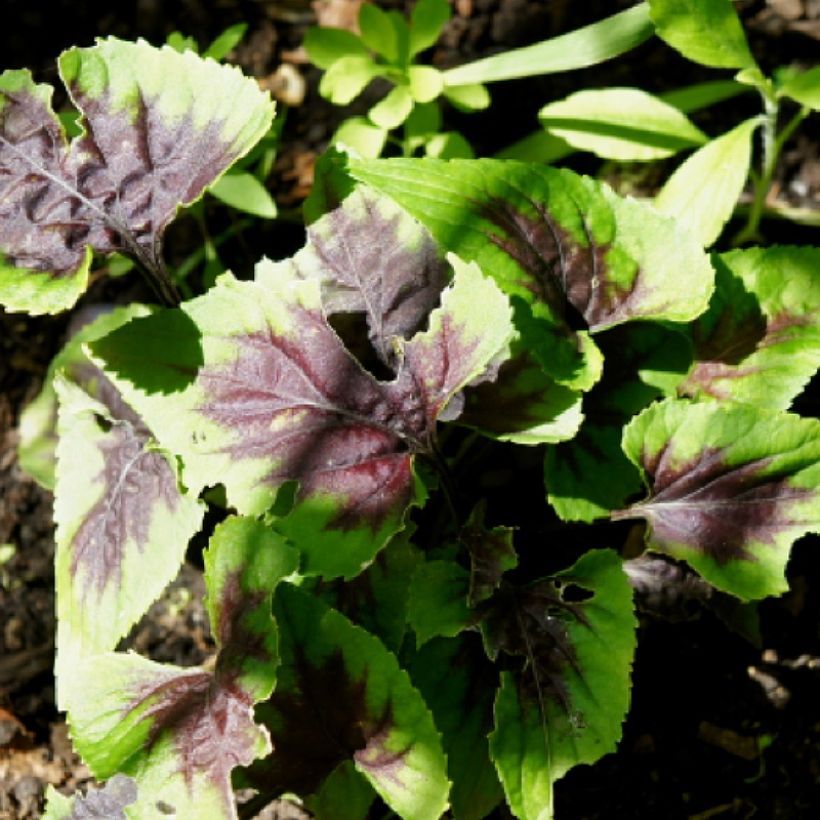 Viola koreana Heartthrob (Fogliame)