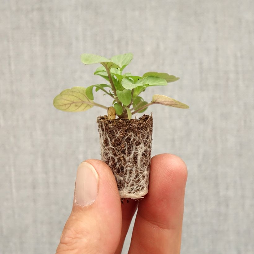 Esemplare di Viola cornuta Sorbet Xp Pink Halo Mini zolla Ø 1,5/2,5 cm come consegnato in autunno