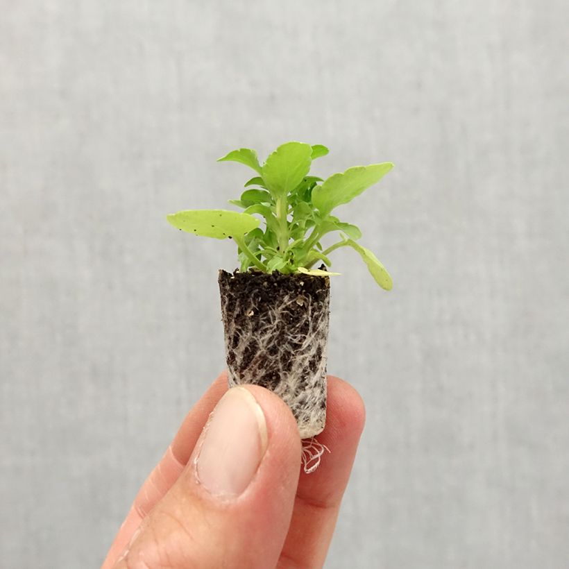 Esemplare di Viola cornuta Sorbet Xp Raspberry Mini zolla Ø 1,5/2,5 cm come consegnato in autunno