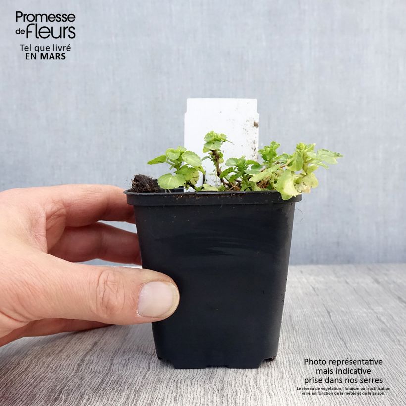 Example of Viola cornuta Wisley White Vasetto da 8/9 cm as you get in printemps