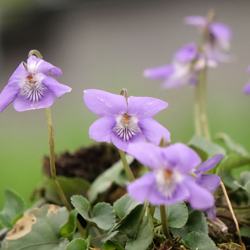 Viola reichenbachiana - Viola silvestre (Fioritura)