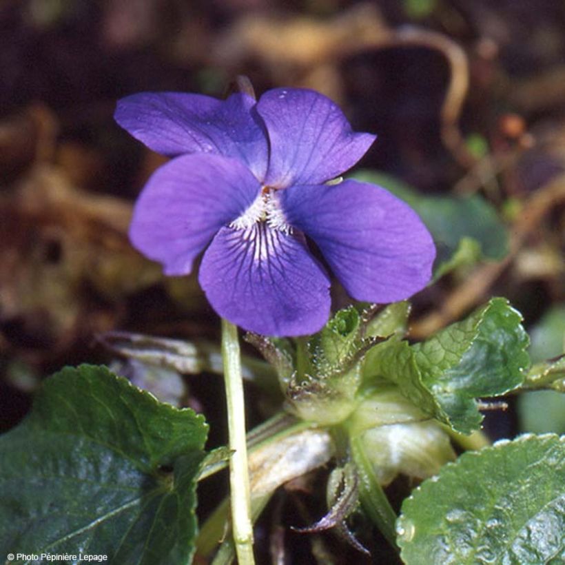 Viola mammola Mrs Pinehurst (Flowering)