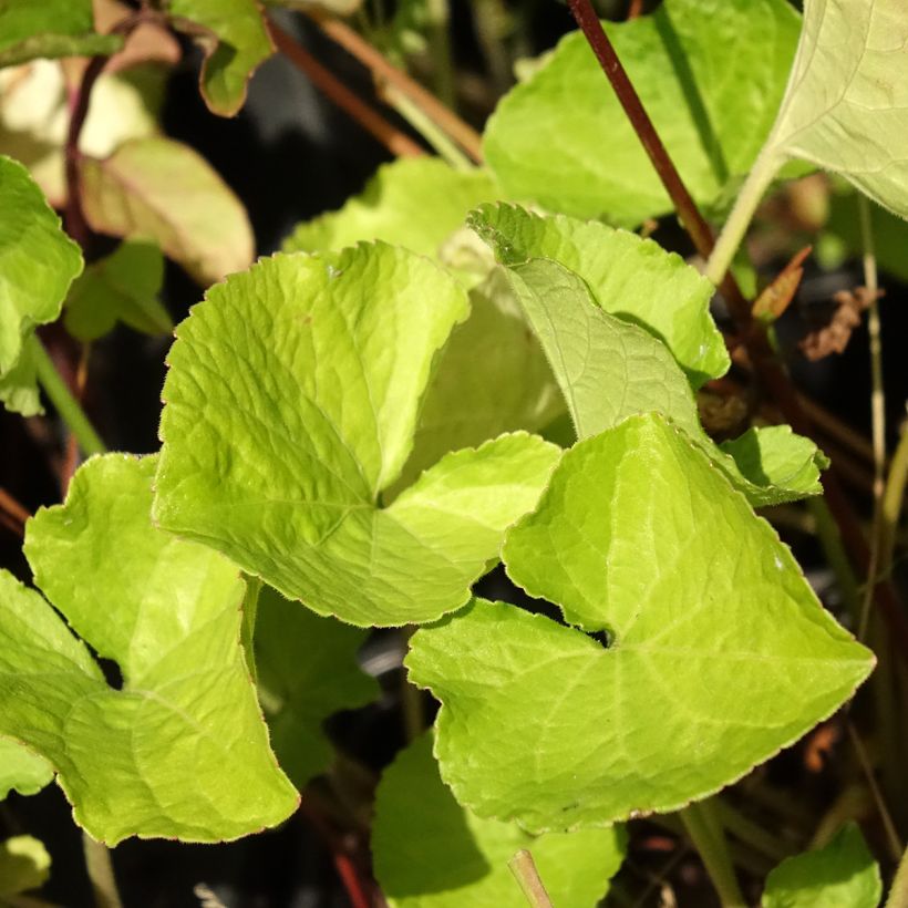 Viola mammola Mrs Pinehurst (Foliage)