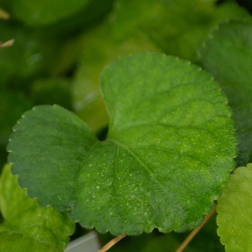 Viola mammola Alba (Foliage)