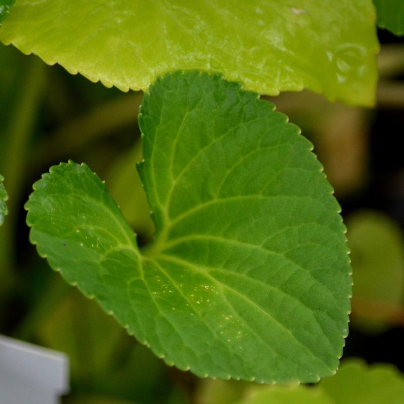 Viola sororia Freckles - Viola sorella (Foliage)