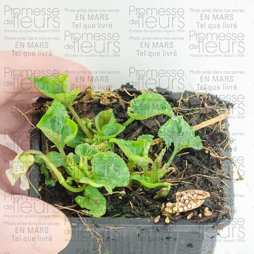 Esempio di esemplare Viola sororia Priceana - Viola sorella Vasetto da 8/9 cm come consegnato