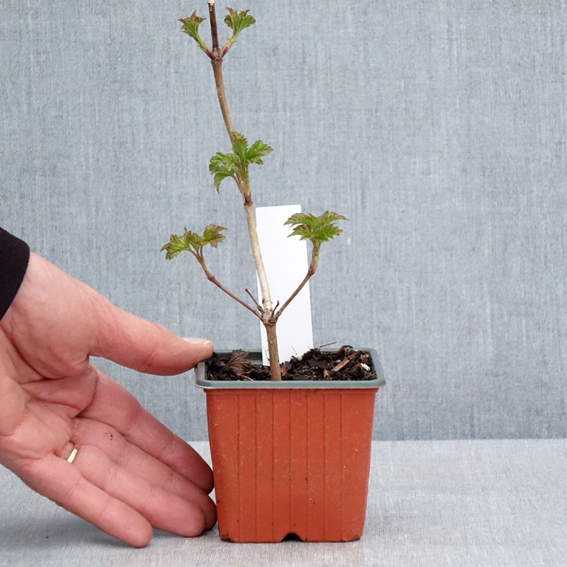 Viburnum opulus Roseum - Oppio Vasetto da 8/9 cm esemplare consegnato in primavera