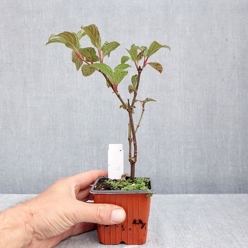 Esemplare di Viburnum bodnantense Charles Lamont Vasetto da 8/9 cm come consegnato in autunno