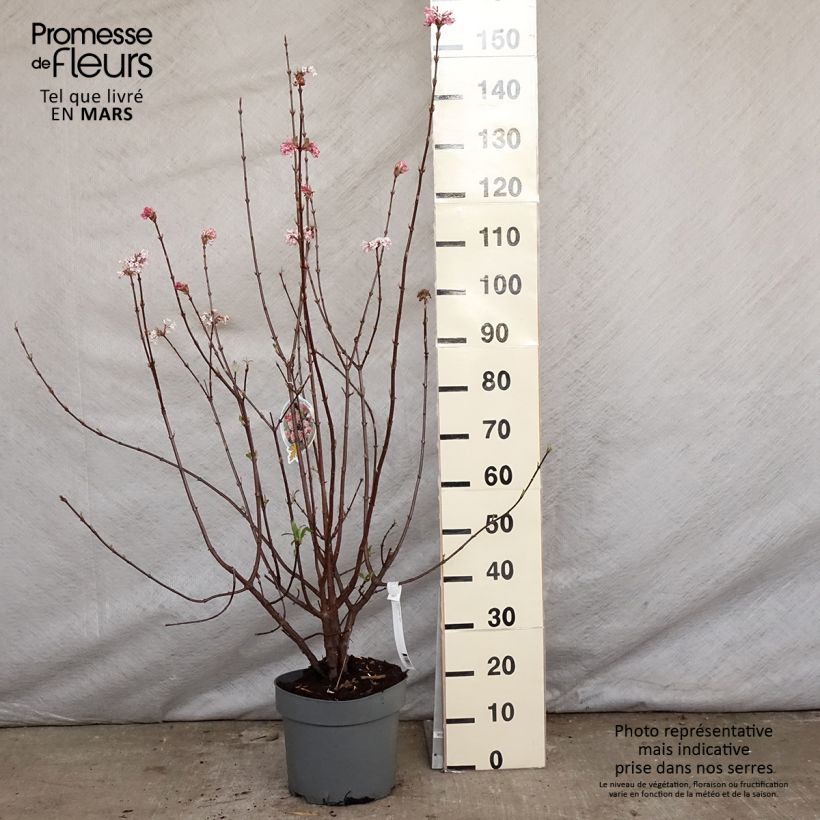 Example of Viburnum bodnantense Dawn Vaso da 7,5L/10L as you get in printemps
