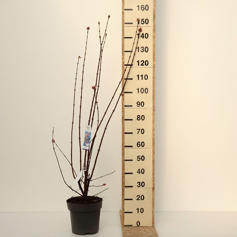 Viorne d'hiver - Viburnum bodnantense Dawn Pot de 7,5L/10L esemplare consegnato in inverno