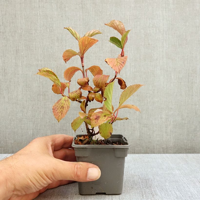 Esemplare di Viburnum farreri Vasetto da 8/9 cm consegnato in estate