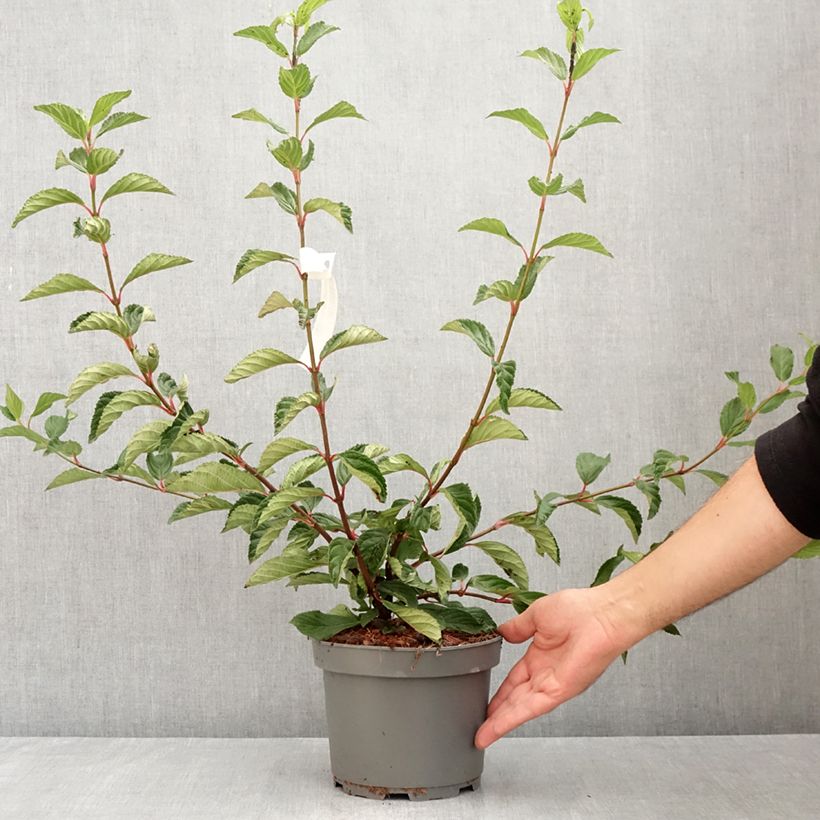 Esemplare di Viburnum farreri Vaso da 2L/3L consegnato in estate