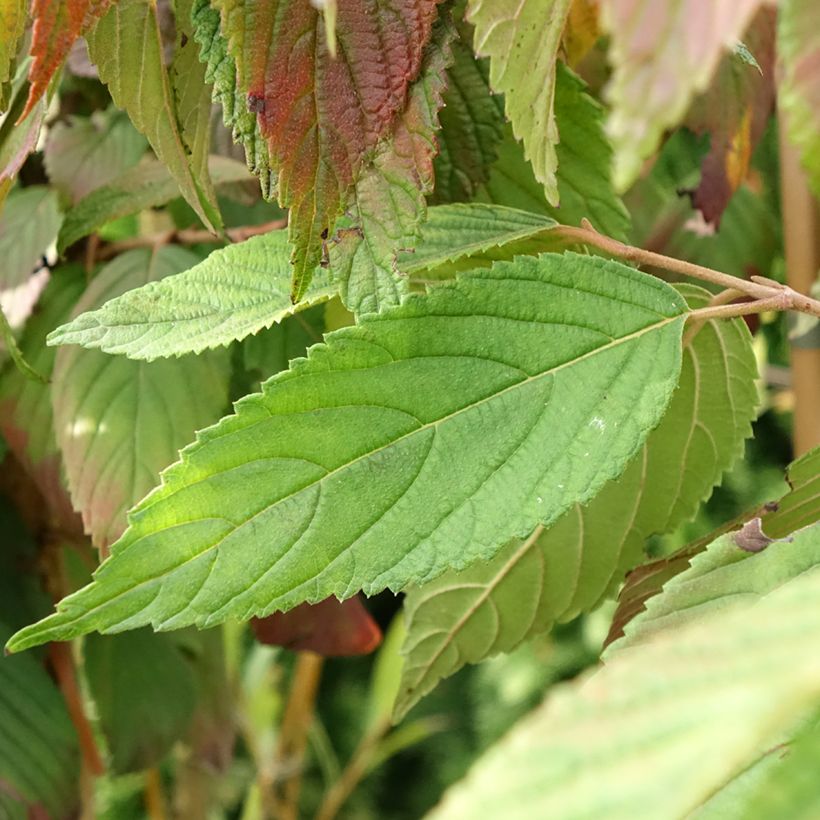 Viburnum plicatum Cascade (Fogliame)