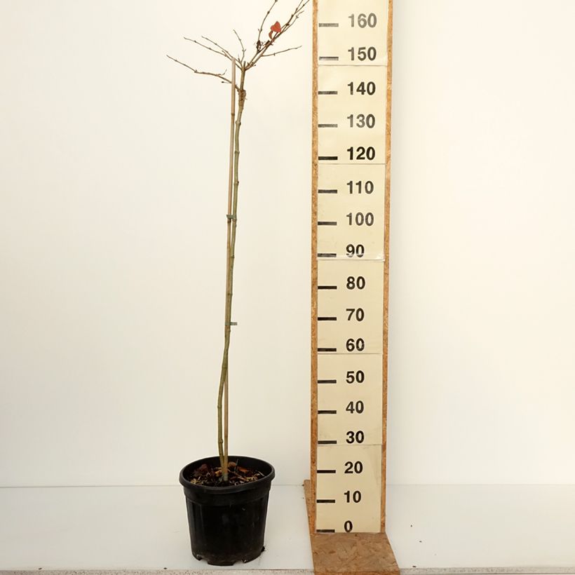 Esemplare di Viburnum plicatum Cascade Vaso da 12L/15L, Vaso impalcato come consegnato in autunno